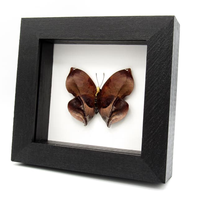 Real Autumn leaf mimicking butterfly taxidermy - Siderone galanthis