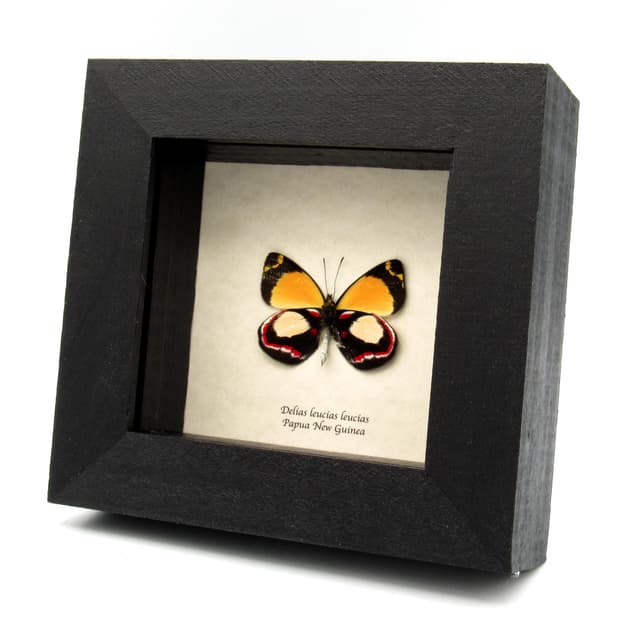 Rare Delias butterfly framed specimen - Delias leucias leucias
