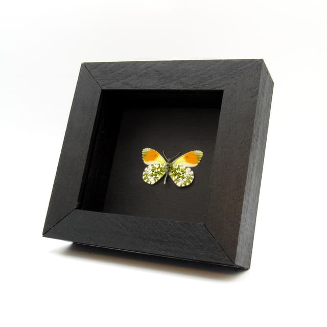 Real tiny Orange-tip butterfly framed taxidermy - Anthocharis cardamines