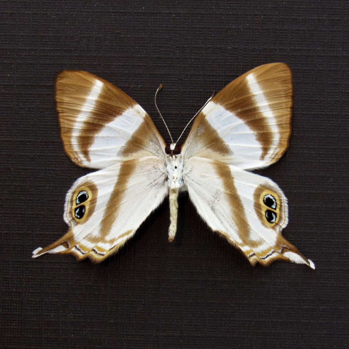 Real Neave's banded Judy butterfly framed taxidermy - Abisara neavei