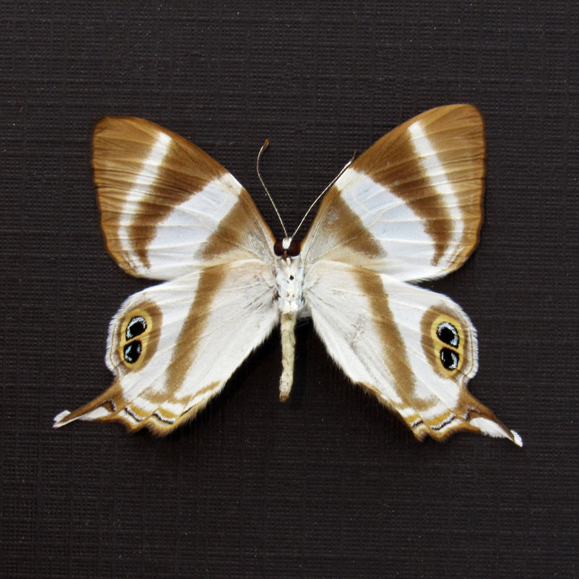 Real Neave's banded Judy butterfly framed taxidermy - Abisara neavei