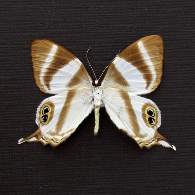 Real Neave's banded Judy butterfly framed taxidermy - Abisara neavei