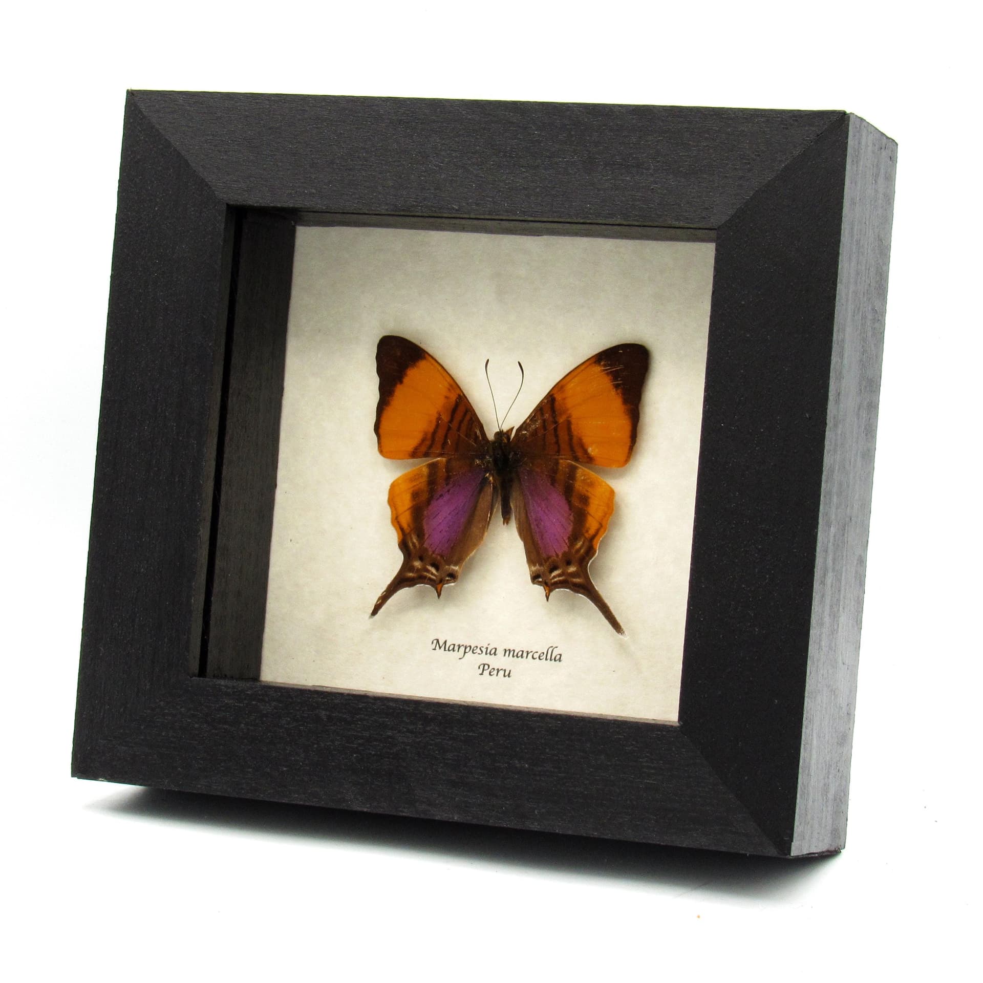 Real purple butterfly framed taxidermy - Marpesia marcella