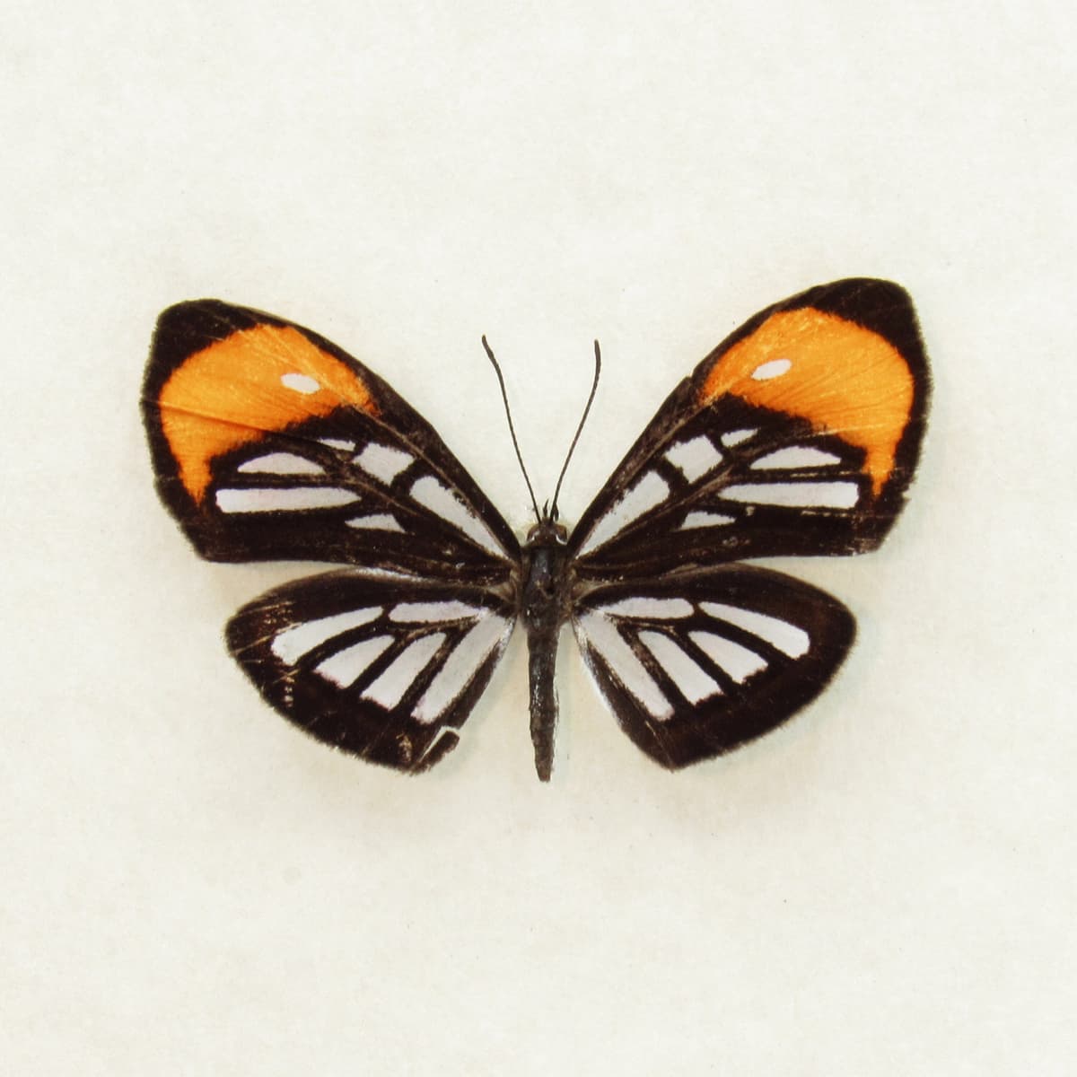 Real Glass Wing mimic butterfly framed taxidermy - Ithomiola floralis - female
