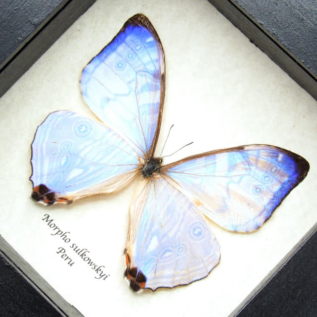 Real XL Pearl morpho framed - Morpho sulkowskyi