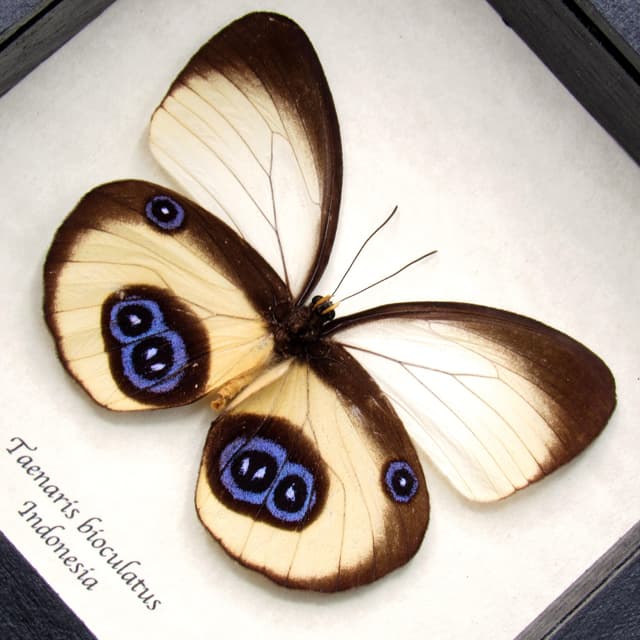 Real Owl butterfly framed taxidermy - Taenaris bioculatus - female