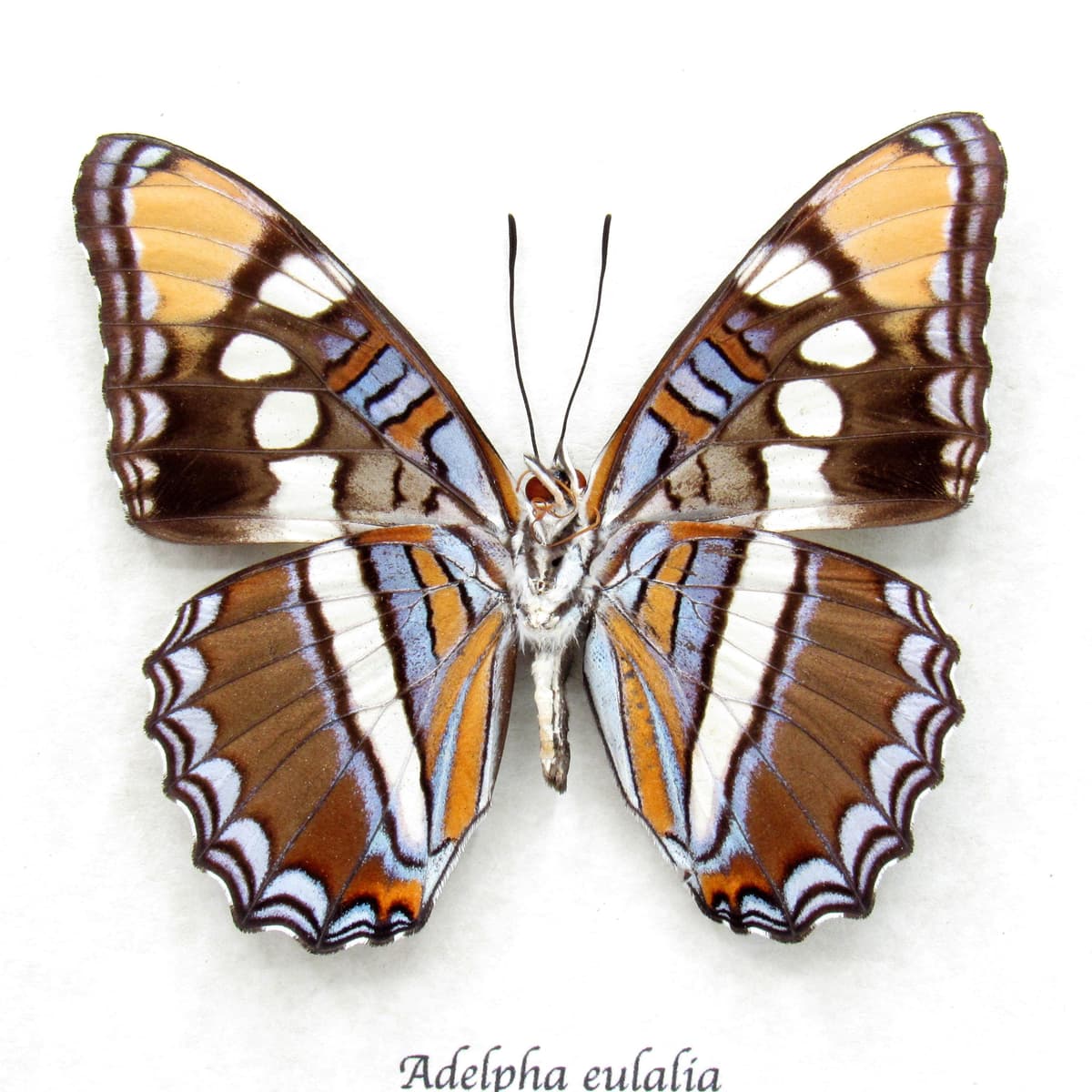 Real lavender Arizona Sister butterfly- Adelpha eulalia
