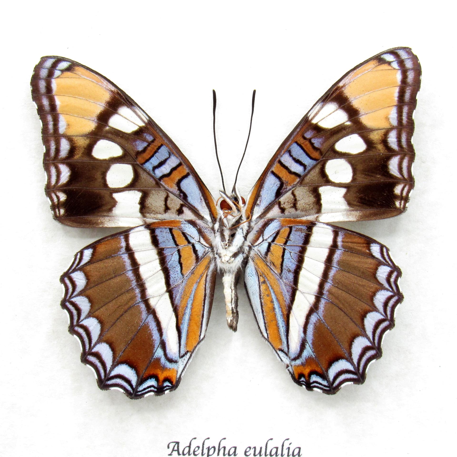 Real lavender Arizona Sister butterfly- Adelpha eulalia