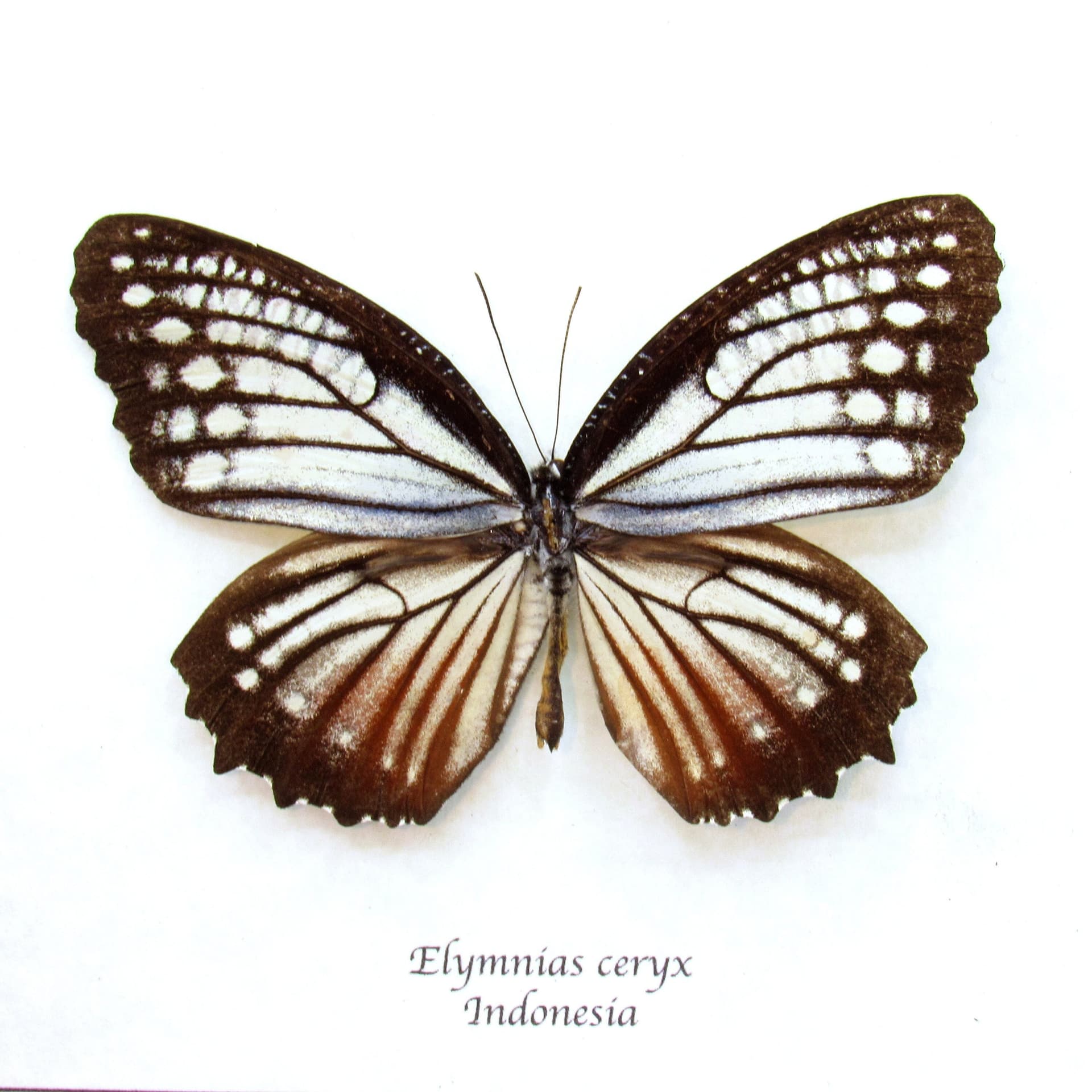 Real Nymphalid butterfly framed taxidermy - Elymnias ceryx