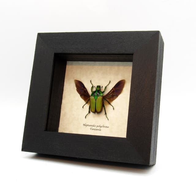 Real multicolored Scarab beetle framed taxidermy - Neptunides polychrous - female