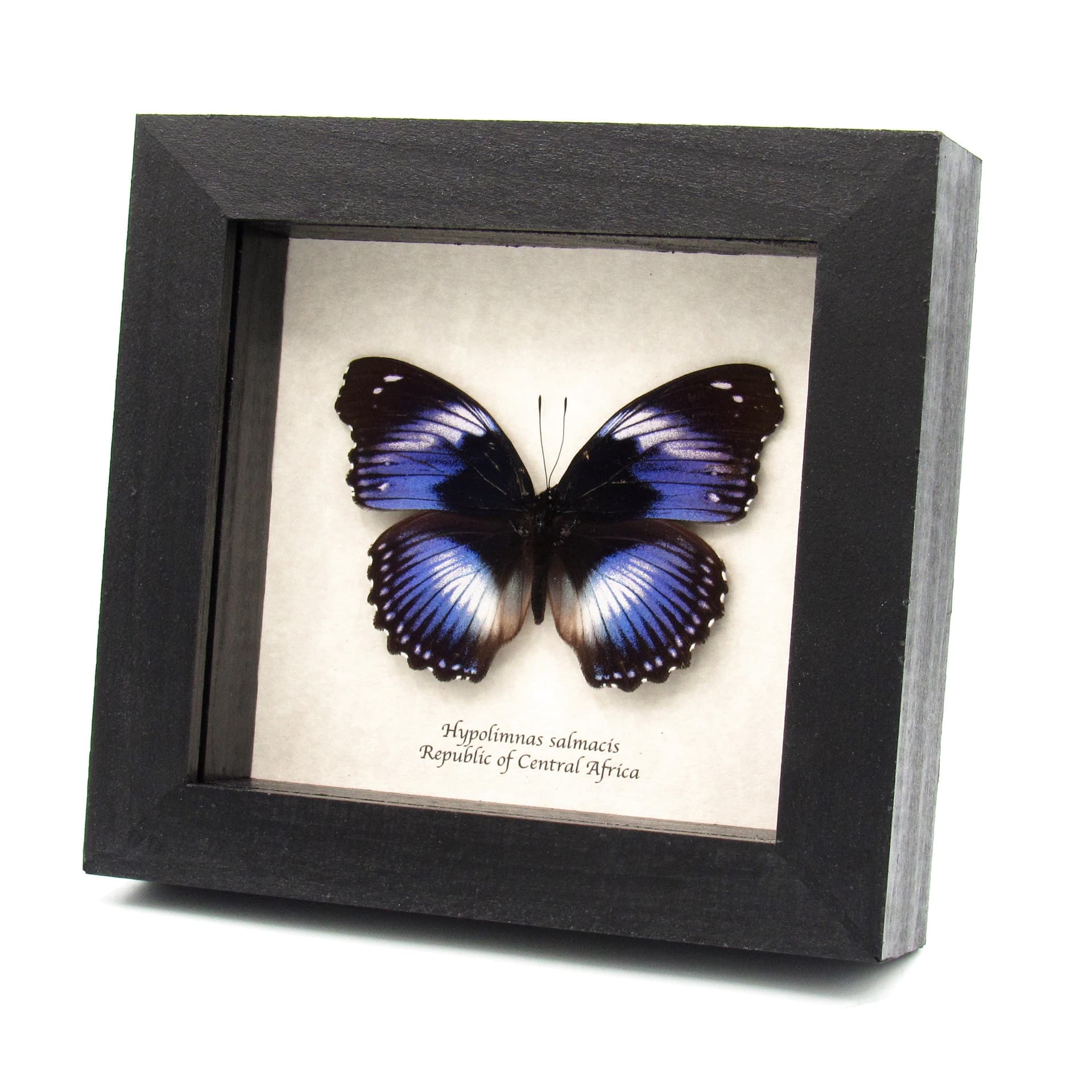 Real violet Blue Diadem butterfly framed taxidermy - Hypolimnas salmacis