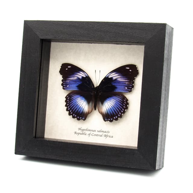 Real violet Blue Diadem butterfly framed taxidermy - Hypolimnas salmacis