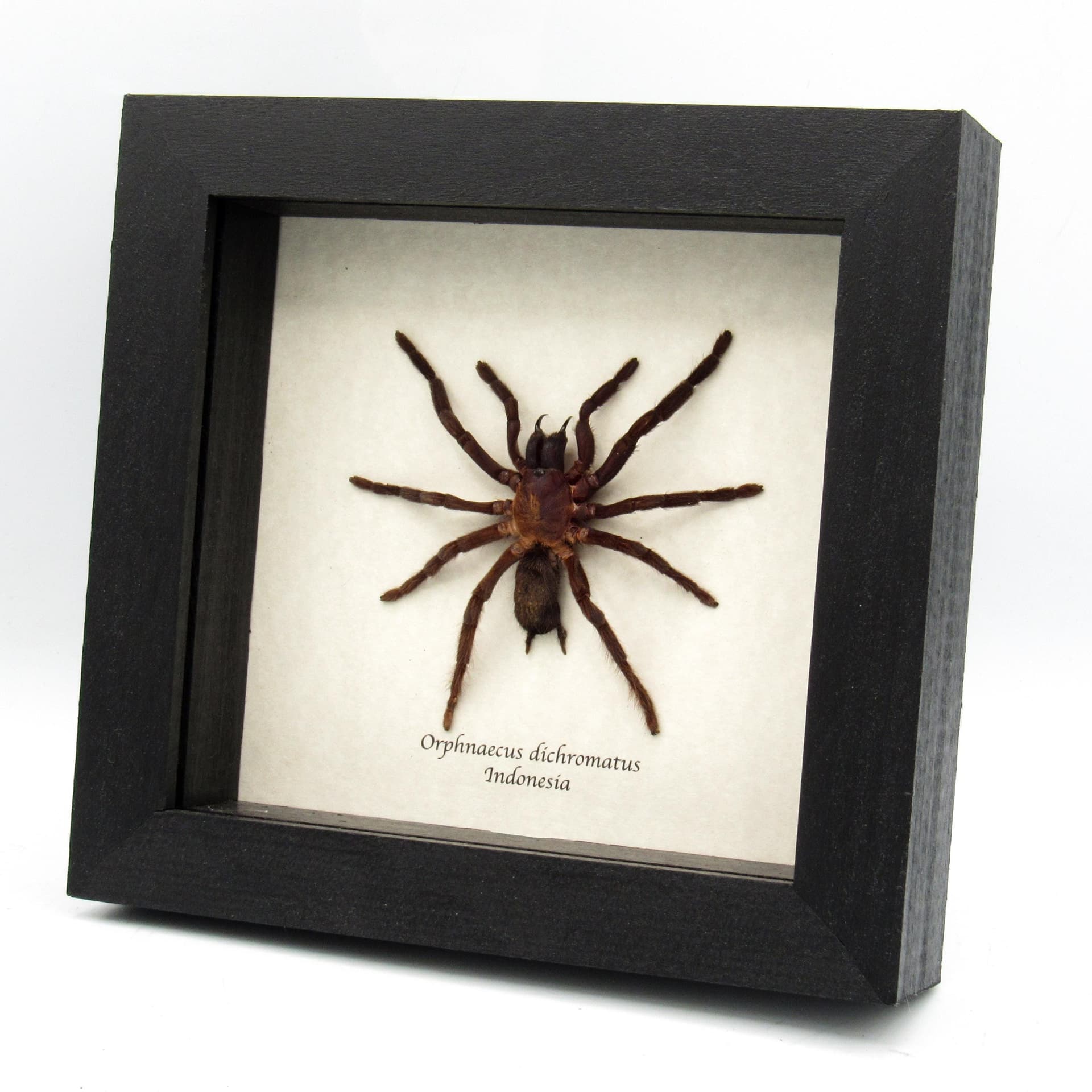 Real New Guinea Black Fury Tarantula spider framed taxidermy - Orphnaecus dichromatus