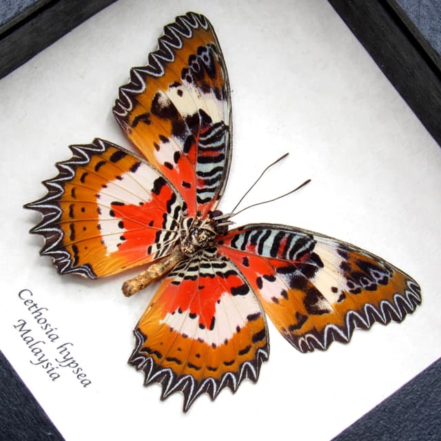 Real Red Malay Lacewing framed butterfly taxidermy - Cethosia hypsea