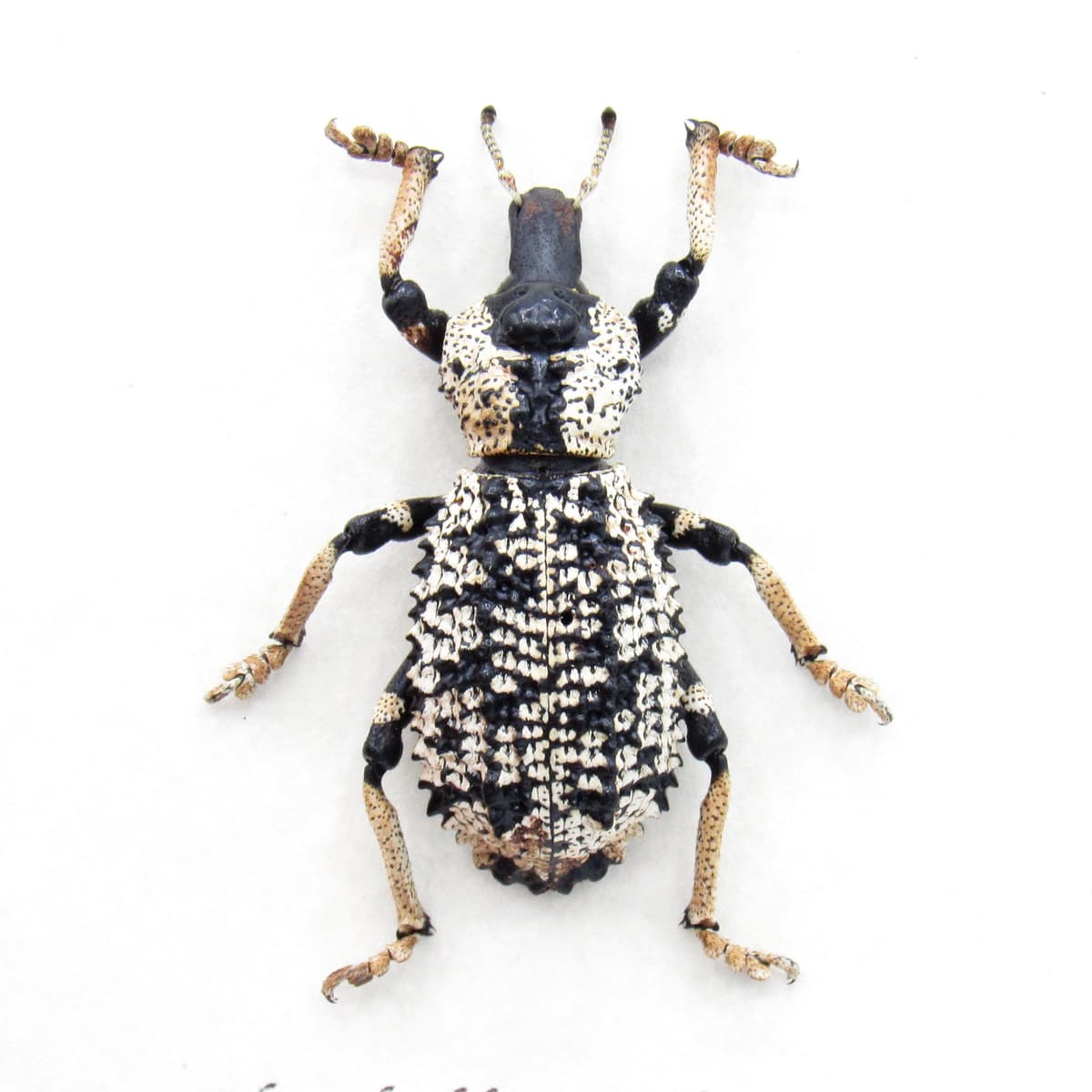 Real giant Armored Weevil framed taxidermy - Rhytidophloeus rothschildi