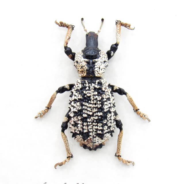 Real giant Armored Weevil framed taxidermy - Rhytidophloeus rothschildi