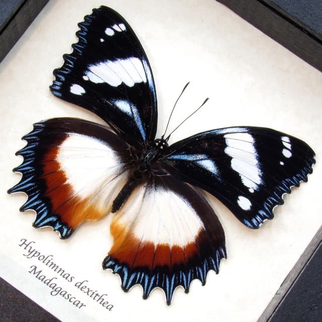 Real framed butterfly taxidermy - Hypolimnas dexithea - large female