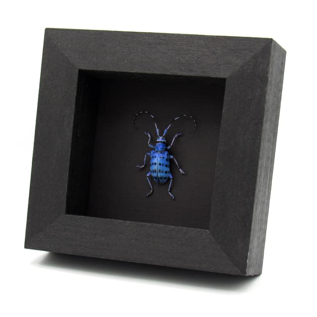 Rare longhorn beetle framed taxidermy - Pseudomyagrus waterhousei