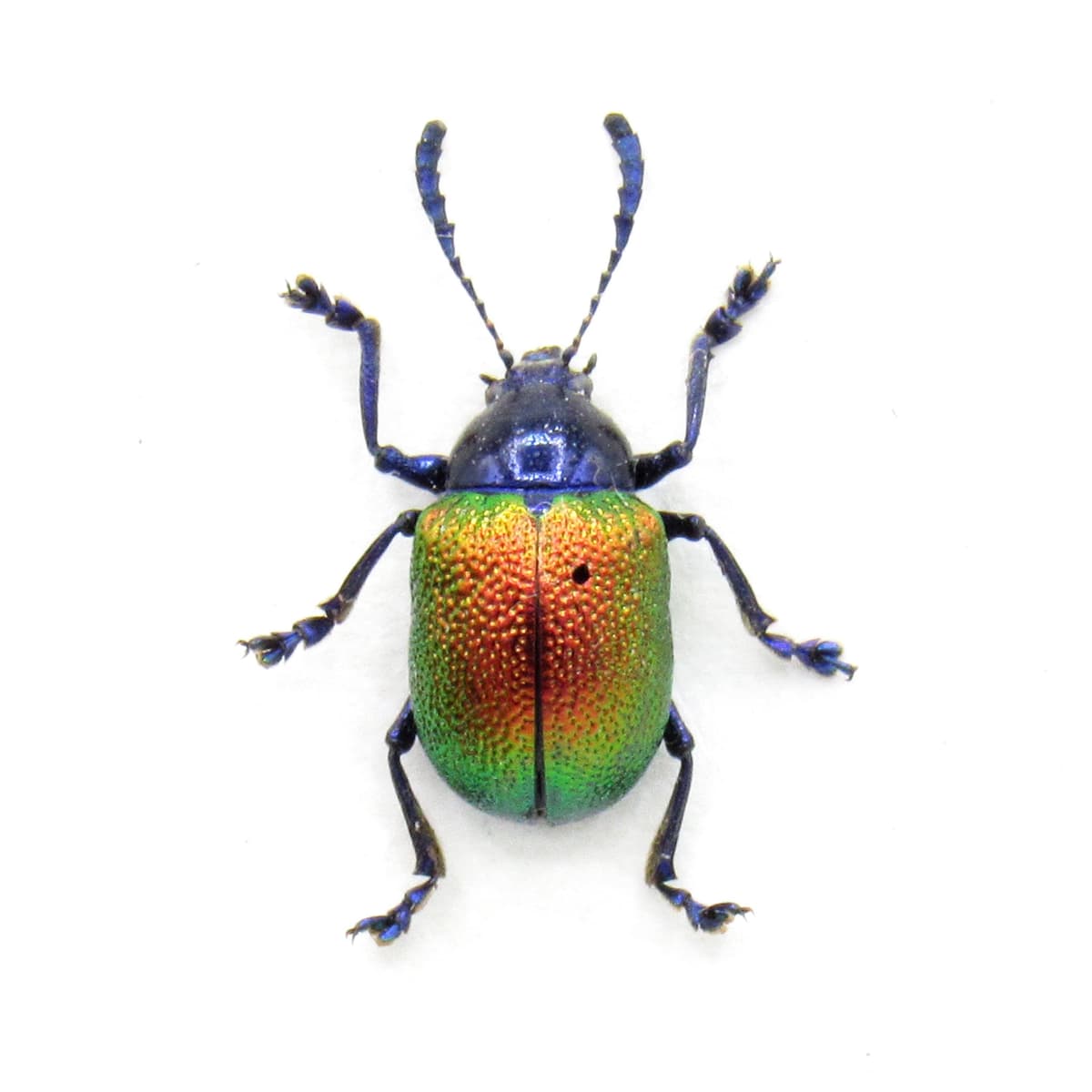 Real tiny metallic red leaf beetle framed taxidermy - Platycorynus species