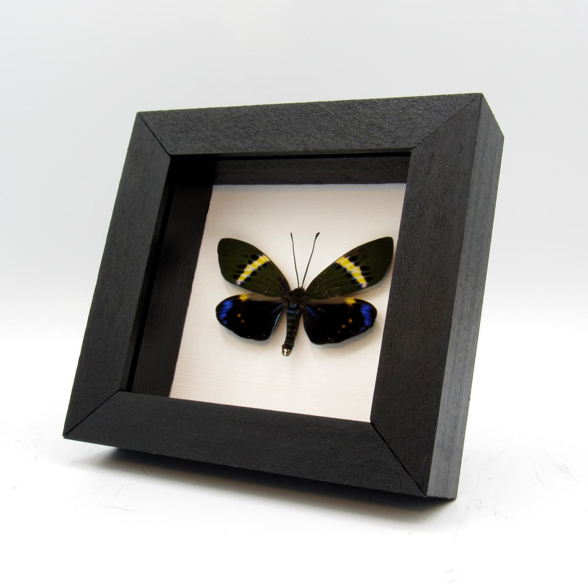 Real day moth framed taxidermy - Eterusia repleta