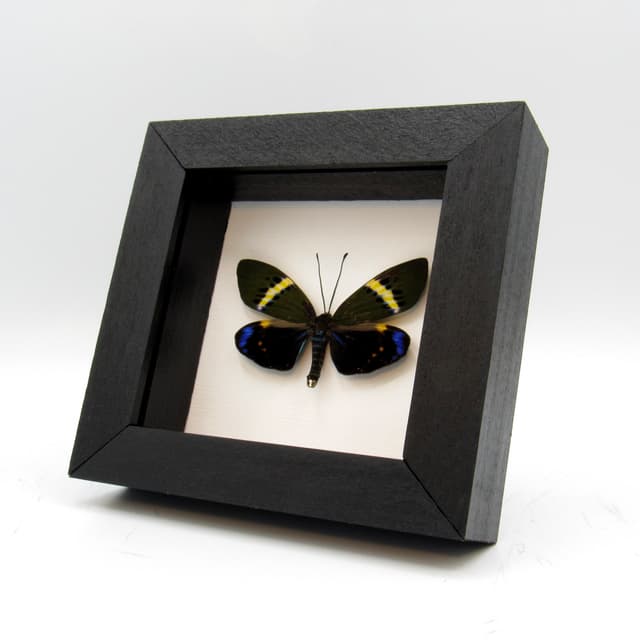 Real day moth framed taxidermy - Eterusia repleta