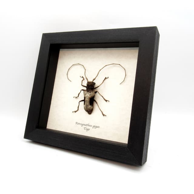 Real Long Horn beetle framed taxidermy - Petrognathus gigas