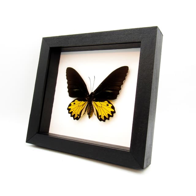 Large yellow Birdwing butterfly framed taxidermy - Troides helena