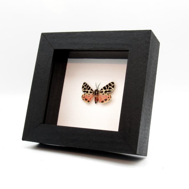Rare pink Tiger moth framed taxidermy - Grammia incorrupta