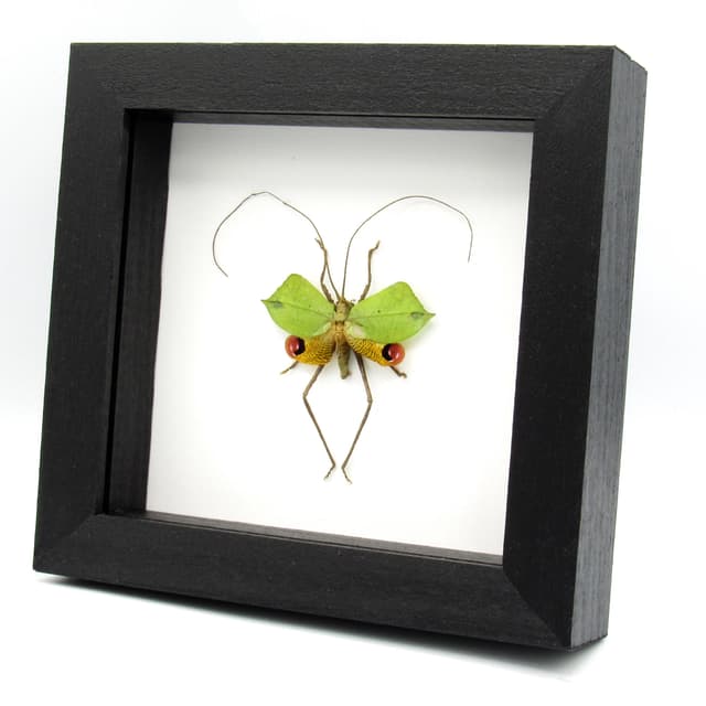 Rare Leaf Mimic Katydid framed taxidermy - Porphyromma viridifolia