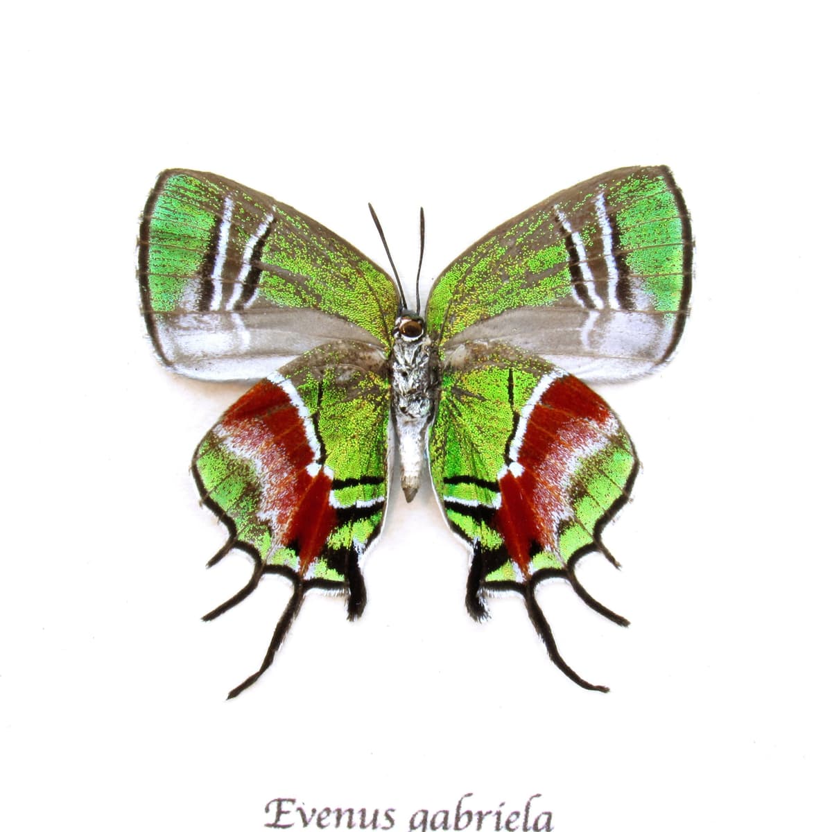 Rare metallic green framed taxidermy butterfly - Evenus gabriela