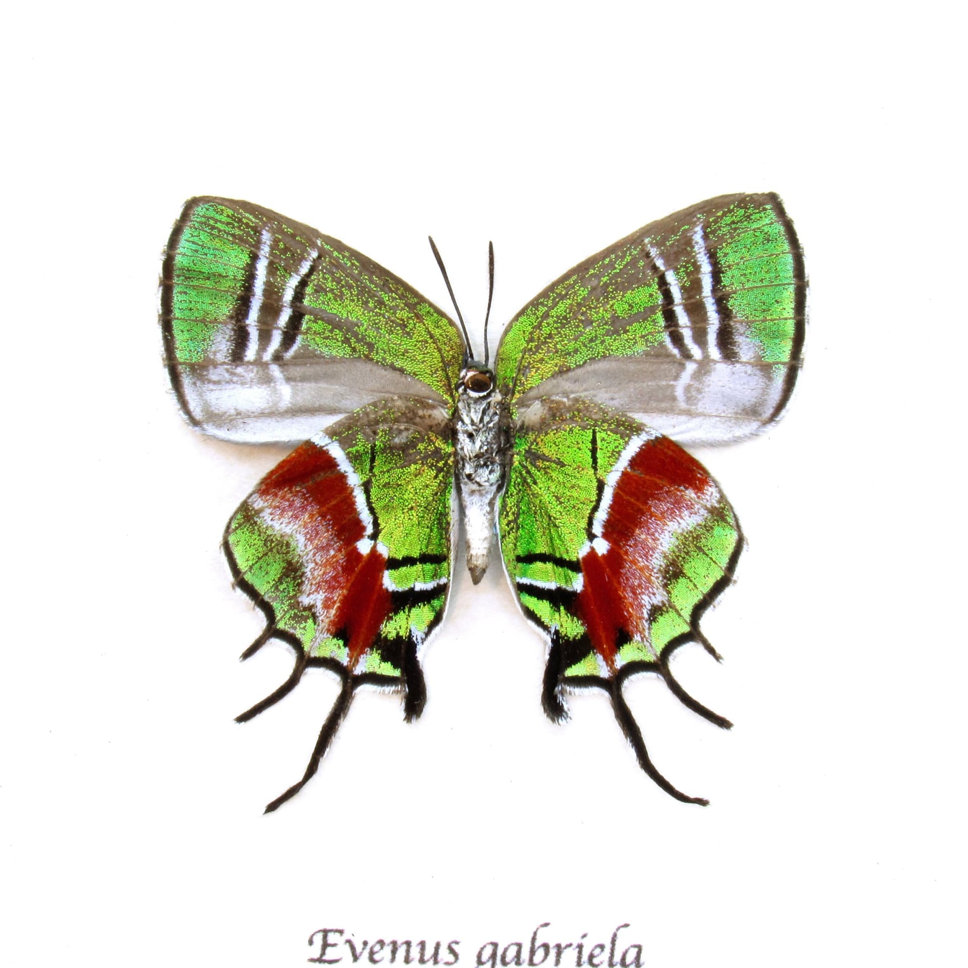 Rare metallic green framed taxidermy butterfly - Evenus gabriela