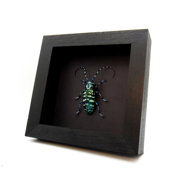 Large XL real blue Longhorn beetle framed taxidermy - Anoplophora graafi - female