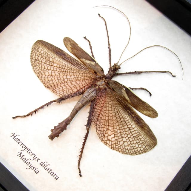 Real Giant thorny stick bug framed taxidermy - Heteropteryx dilatata