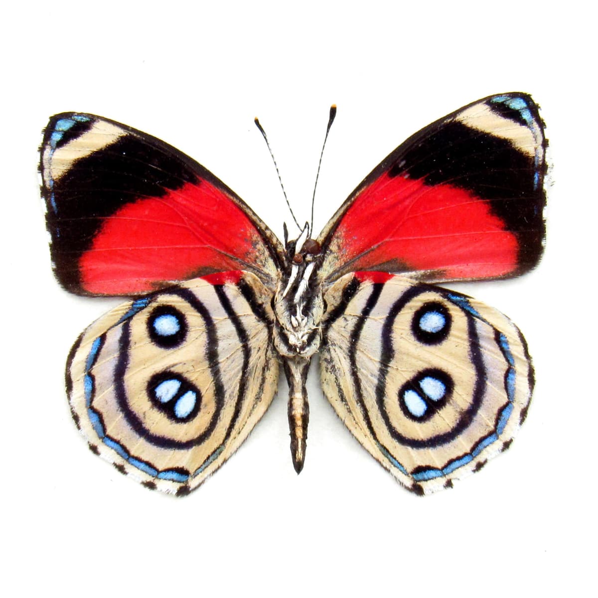 Real red Hystaspes Eighty Eight framed butterfly taxidermy - Callicore hystaspes