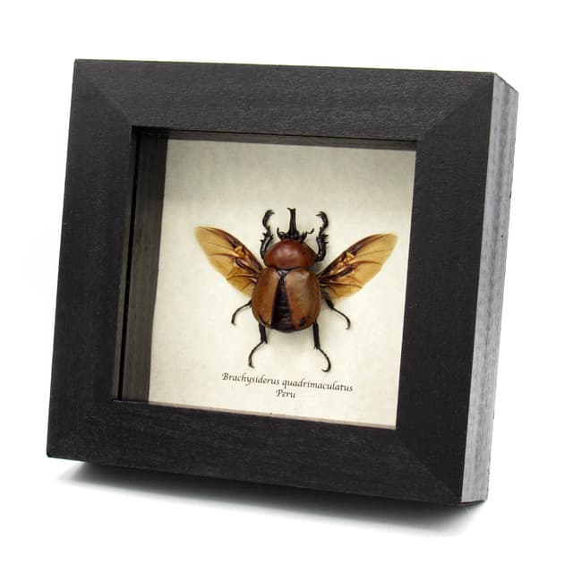 Real Rhinoceros Beetle framed taxidermy - Brachysiderus quadrimaculatus