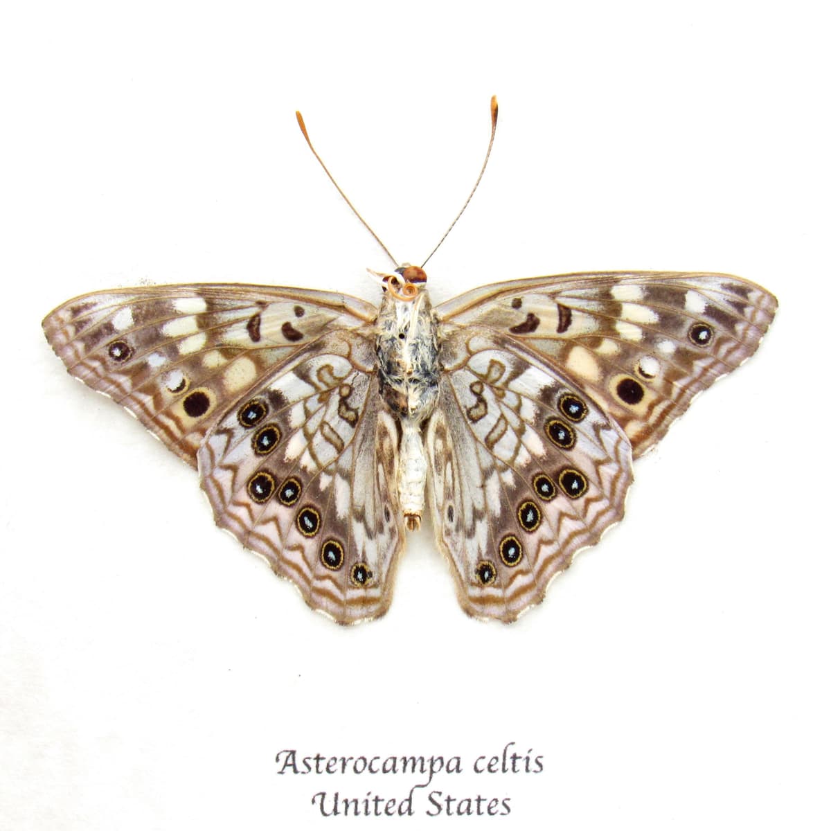 Real Hackberry Emperor butterfly framed taxidermy - Asterocampa celtis - Victorian mount
