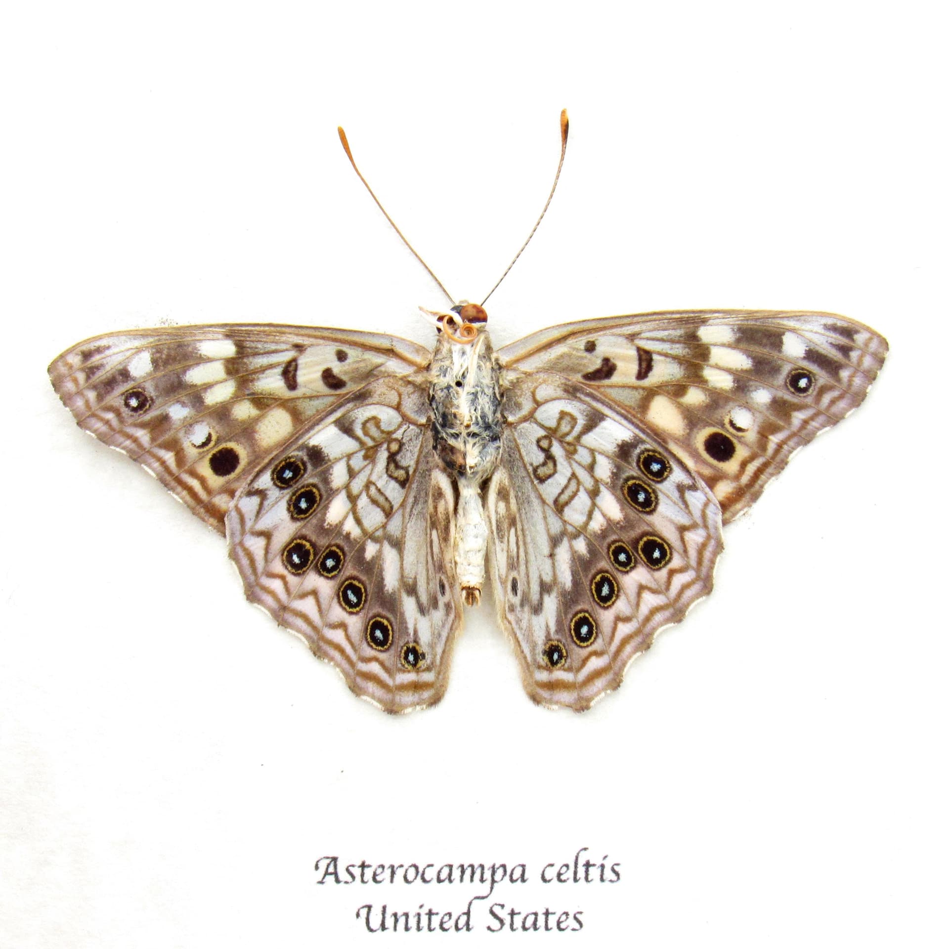 Real Hackberry Emperor butterfly framed taxidermy - Asterocampa celtis - Victorian mount