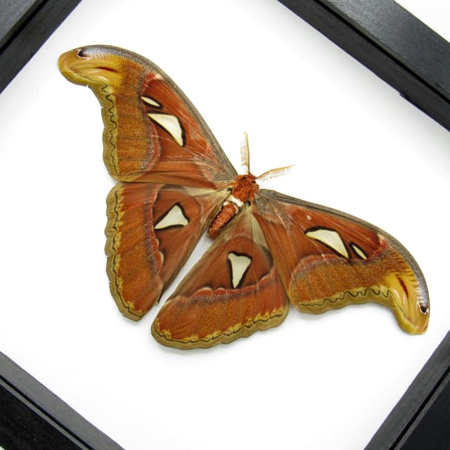 Real Giant Atlas moth framed taxidermy - Attacus atlas - Victorian mount - 9.2 inch wingspan - 2