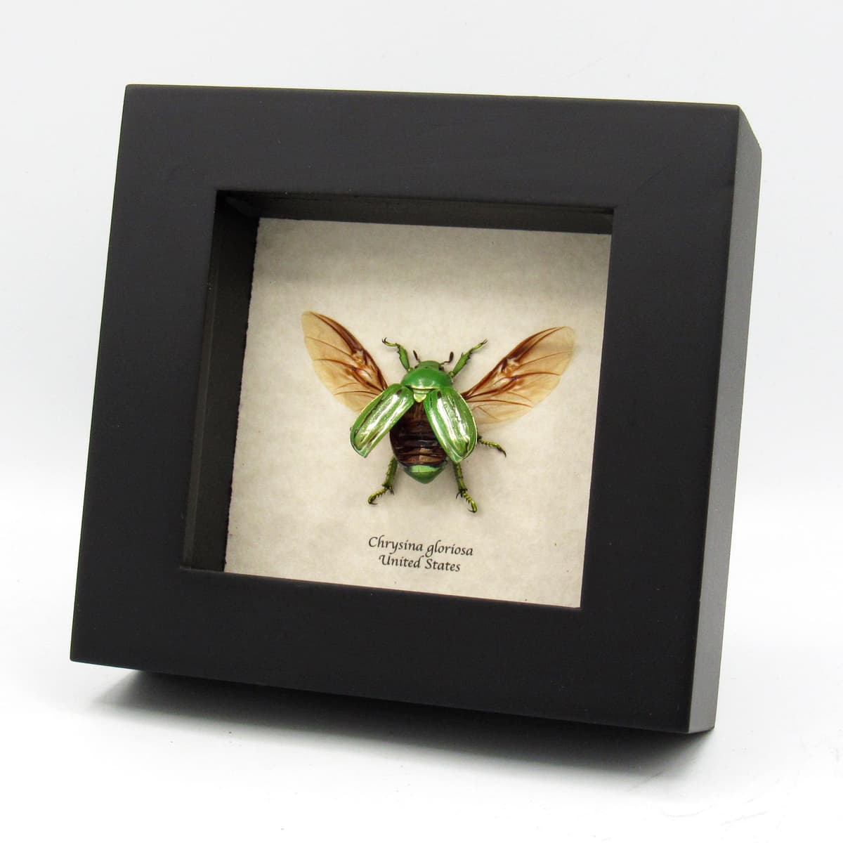 Real metallic gold Jewel beetle framed taxidermy - Chrysina gloriosa