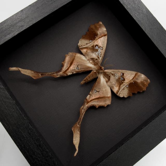 Rare Saturn moth framed taxidermy - Copiopteryx sonthonnaxi - female