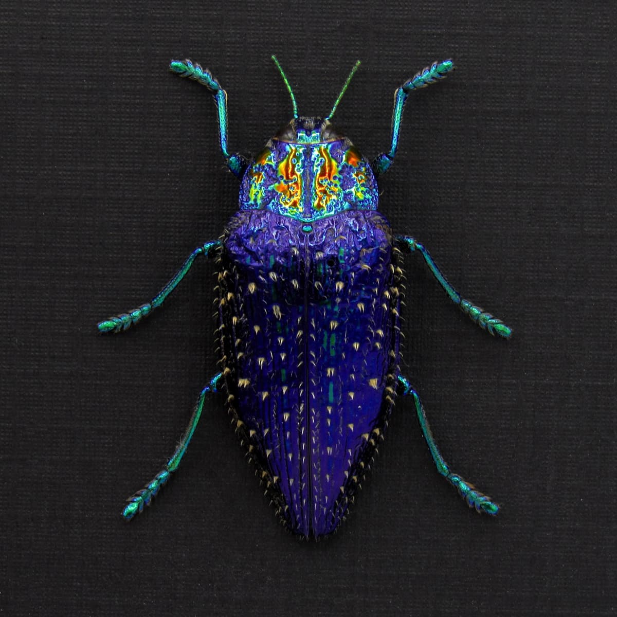 Real hairy metallic purple beetle framed taxidermy - Polybothris sumptuosa gema