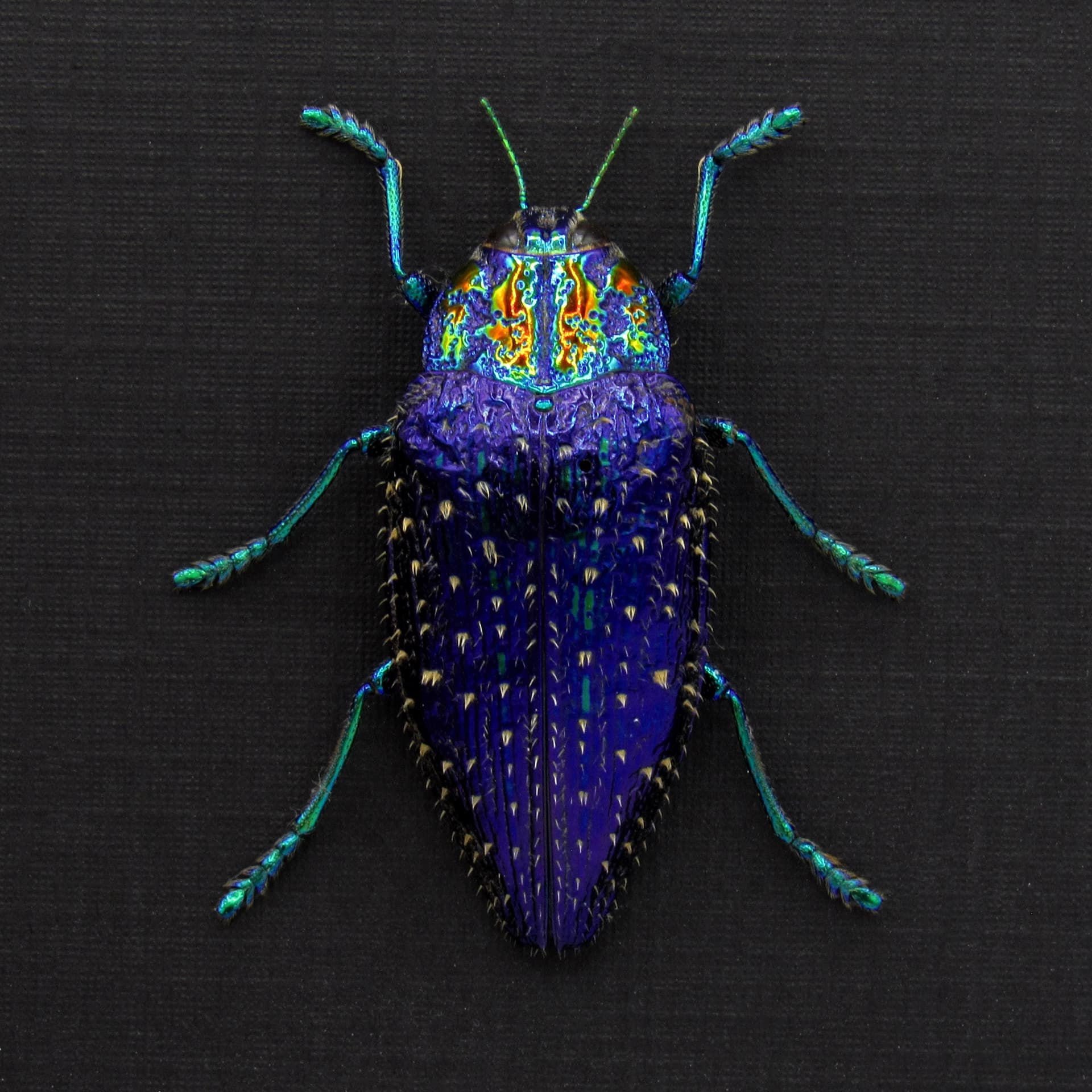 Real hairy metallic purple beetle framed taxidermy - Polybothris sumptuosa gema