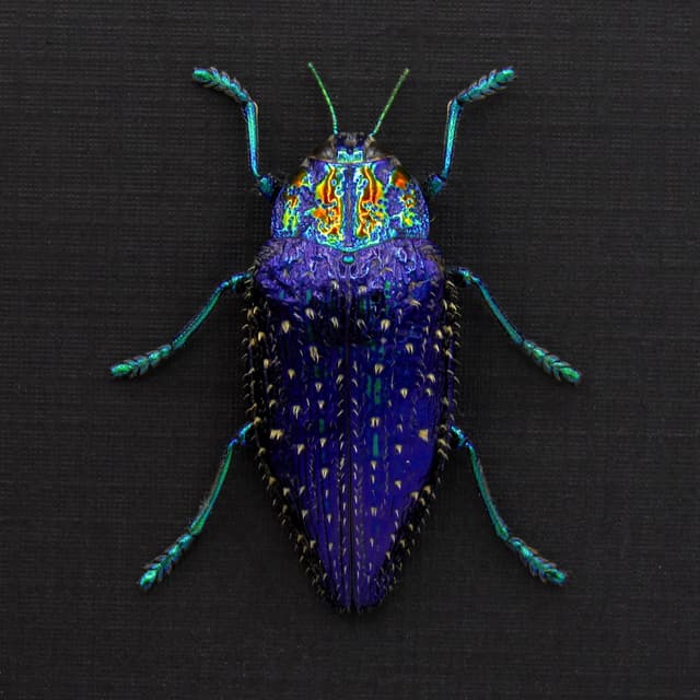 Real hairy metallic purple beetle framed taxidermy - Polybothris sumptuosa gema