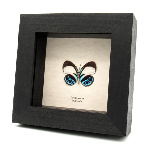 Real blue butterfly framed taxidermy - Danis species - female