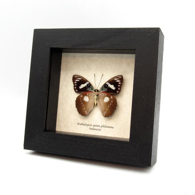 Rare butterfly framed taxidermy - Euthaliopsis aetion philomena
