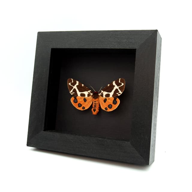 Real Garden Tiger moth framed taxidermy - Arctia caja - large female
