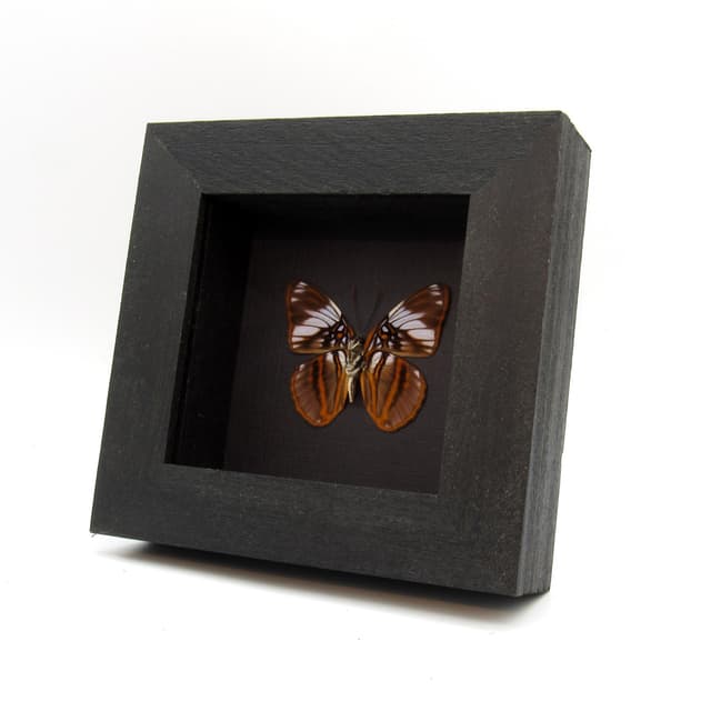 Real purple butterfly framed taxidermy - Adelpha epione
