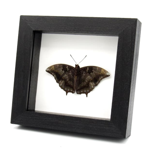 Rare Iron Raja butterfly framed taxidermy - Charaxes mars - Victorian mount