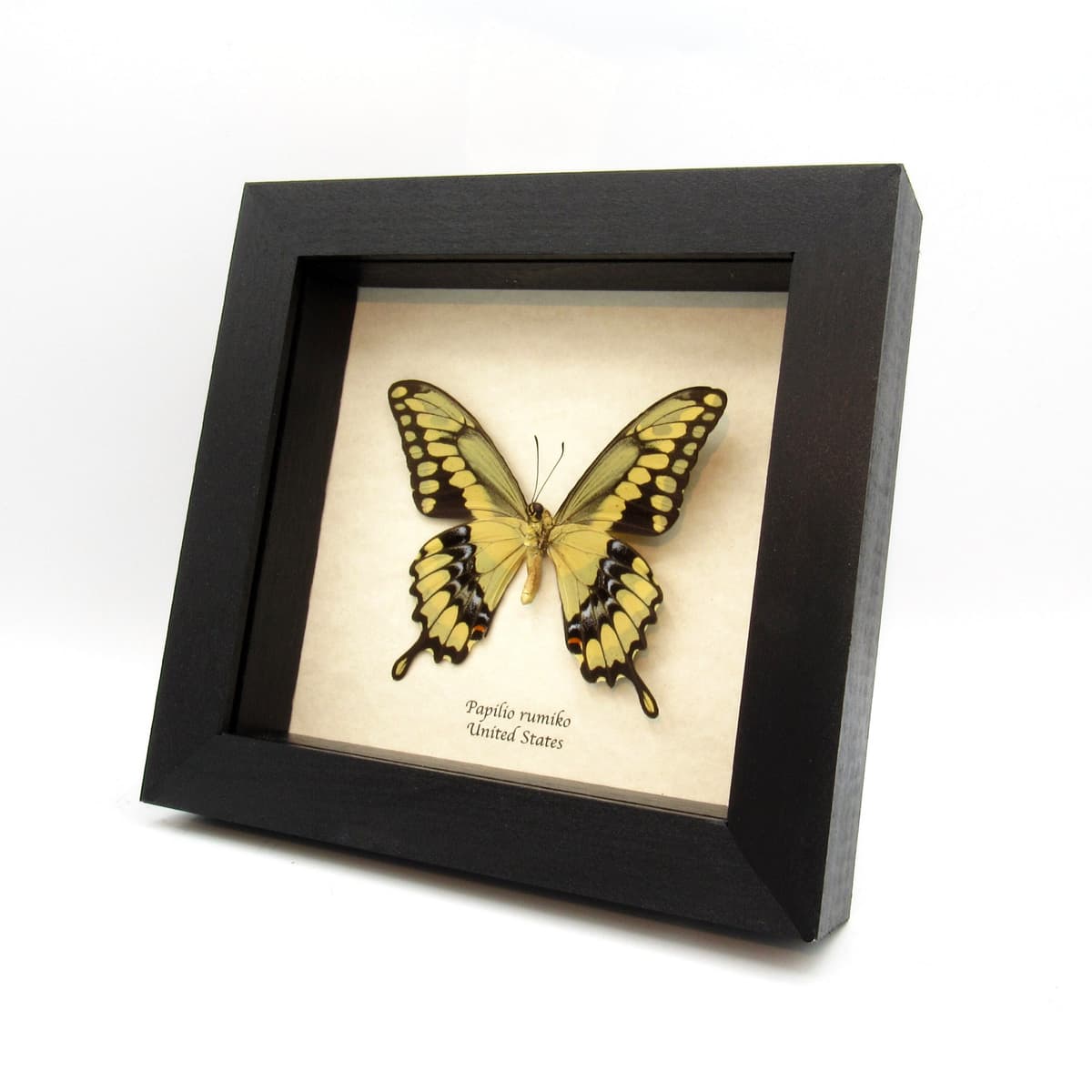 Real framed yellow Swallowtail butterfly taxidermy - Papilio rumiko
