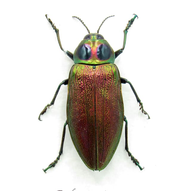 Huge metallic beetle framed taxidermy - Euchroma gigantea